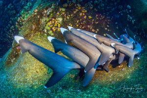 Tails of Sharks, Roca Partida México by Alejandro Topete 